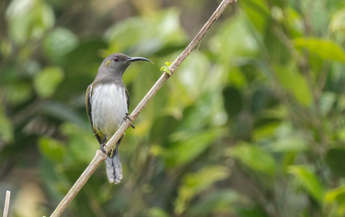 Gray-hooded Sunbird - Forest Botial-Jarvis
