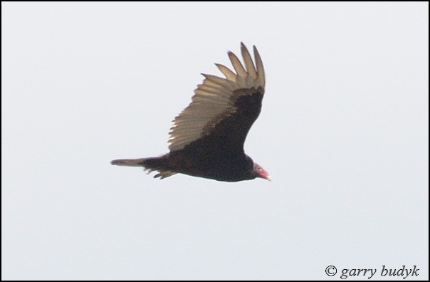 Turkey Vulture - ML56633841