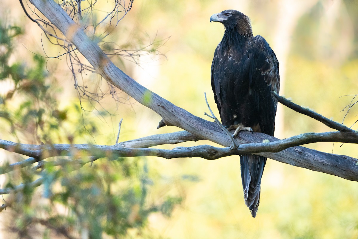 Wedge-tailed Eagle - Matthew Egan