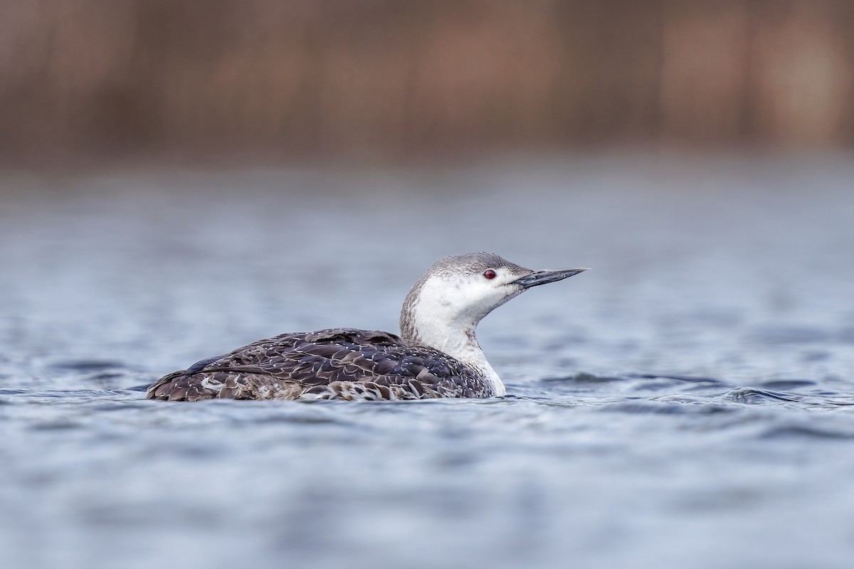 Red-throated Loon - Frédérick Lelièvre