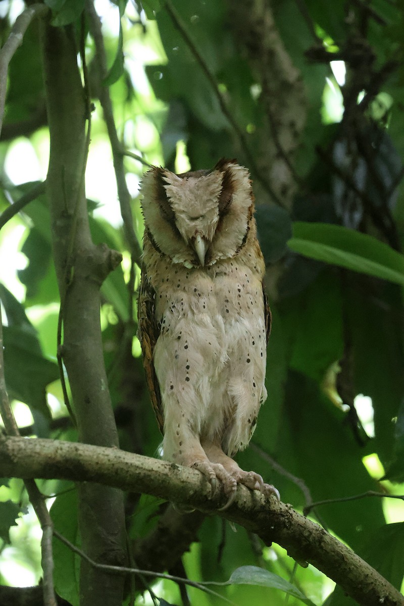 Sri Lanka Bay-Owl - ML566353731