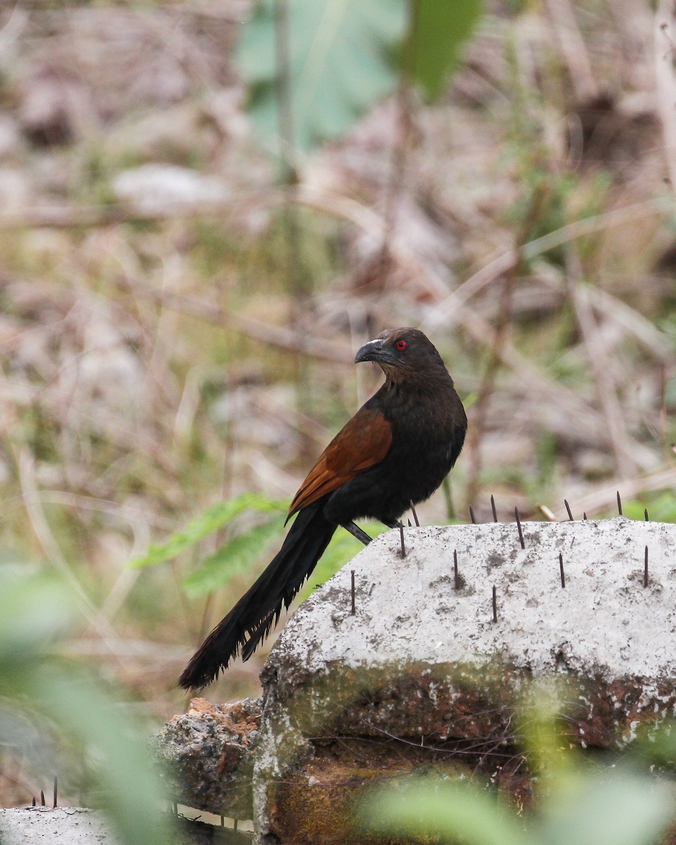 Greater Coucal - ML566356161