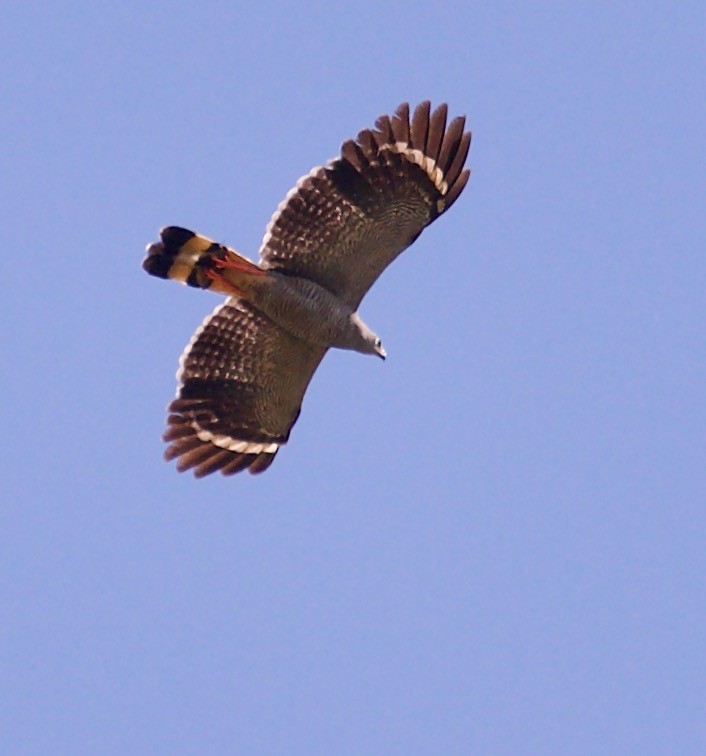 Crane Hawk (Banded) - ML566357041