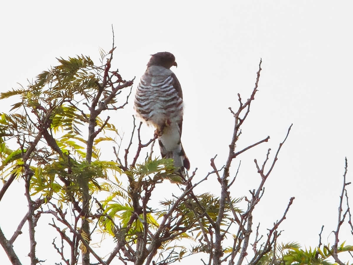 African Cuckoo-Hawk - ML566359011