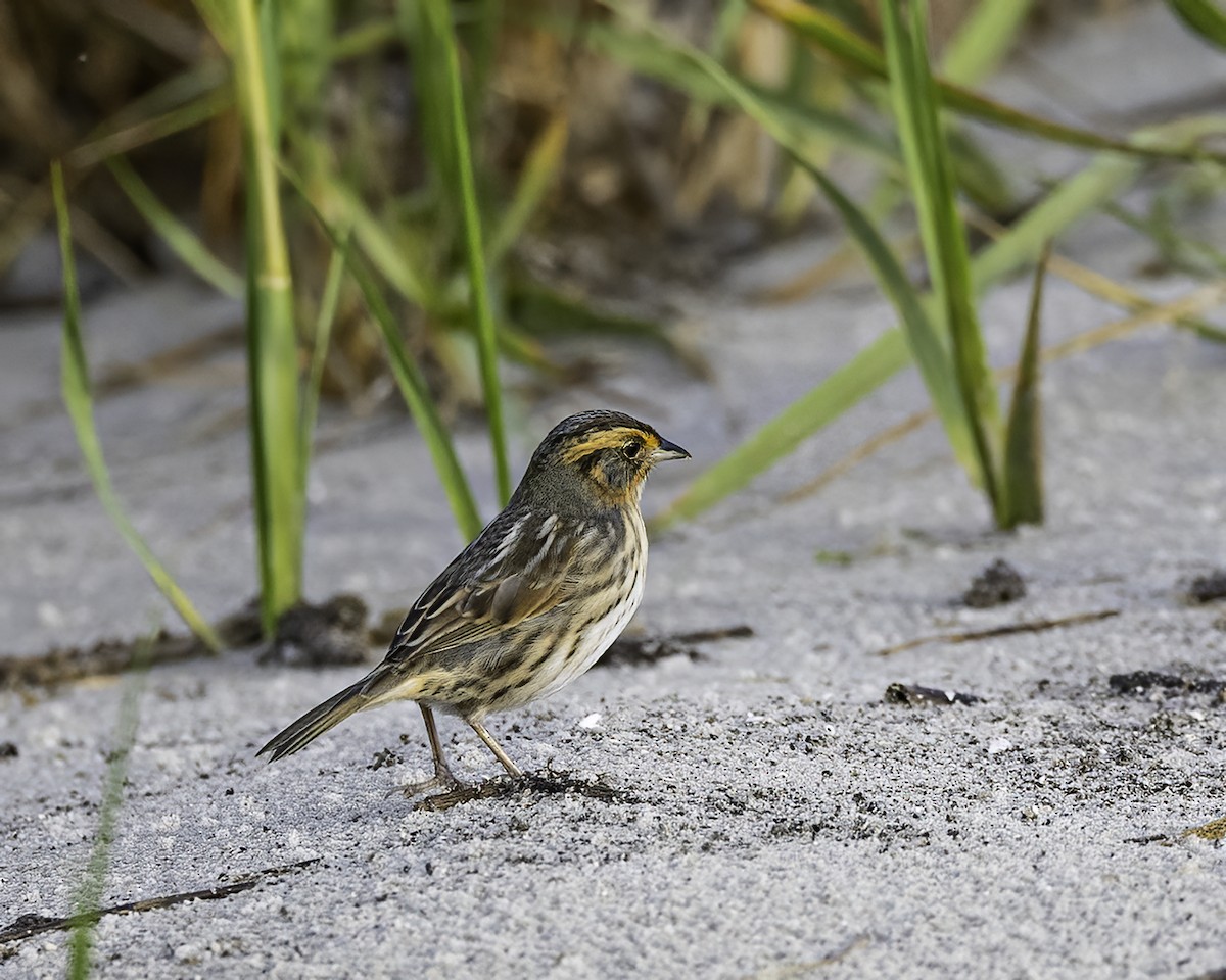 Saltmarsh Sparrow - Bill Davison