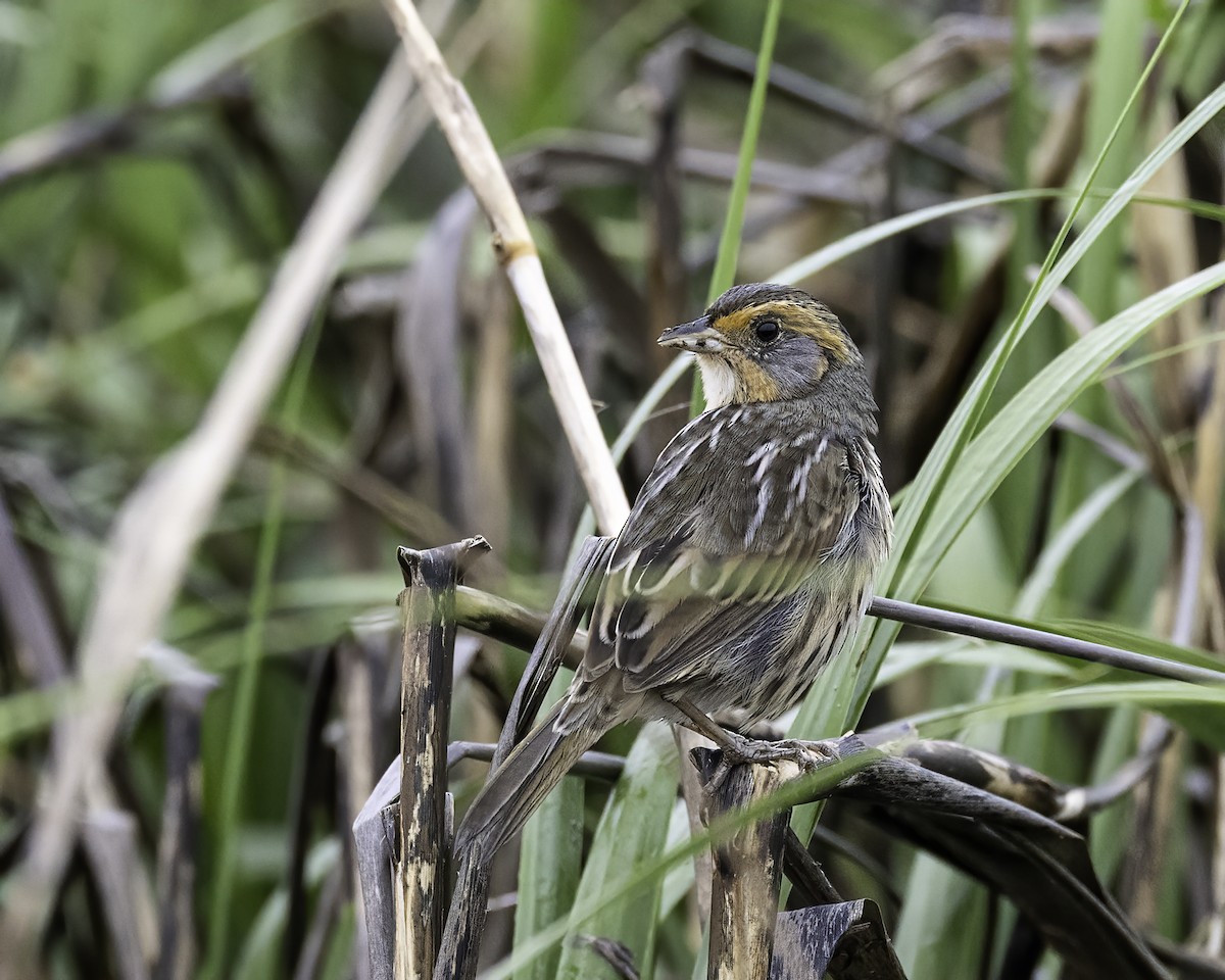 Saltmarsh Sparrow - ML566359941