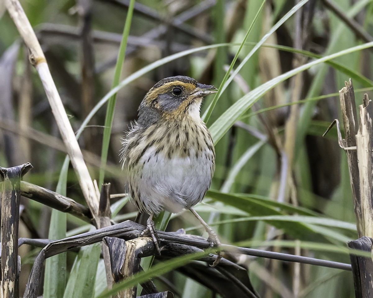 Saltmarsh Sparrow - ML566359961