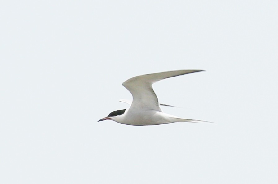 Common Tern - Gale Janiszewski