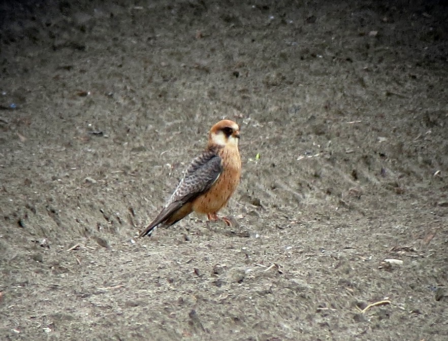 Red-footed Falcon - ML56636911