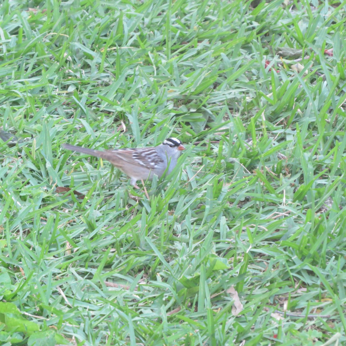 White-crowned Sparrow - ML566373251