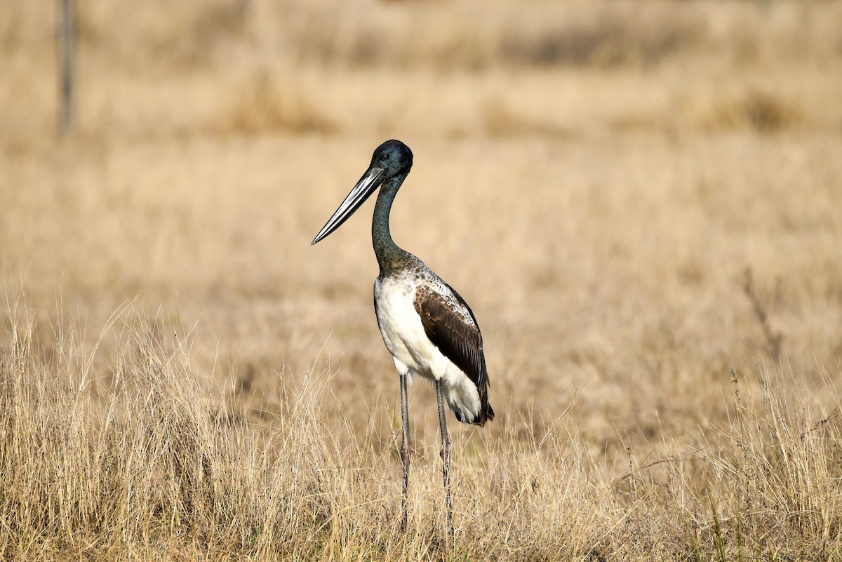 Black-necked Stork - ML566374351