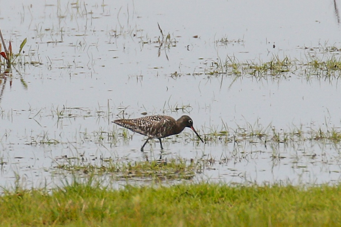 Spotted Redshank - ML566374841