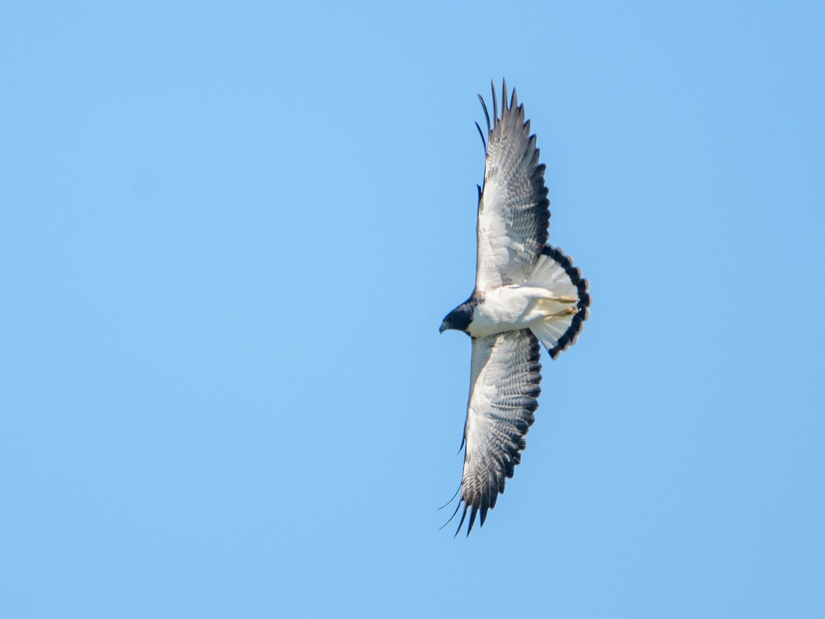 White-tailed Hawk - Carlos Rossello