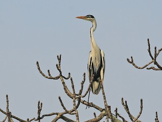 Garza cuca - eBird