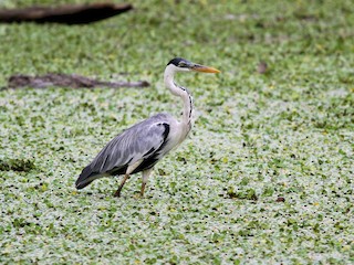 Garza cuca - eBird
