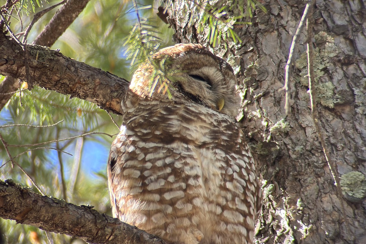 Spotted Owl (Mexican) - ML566385561