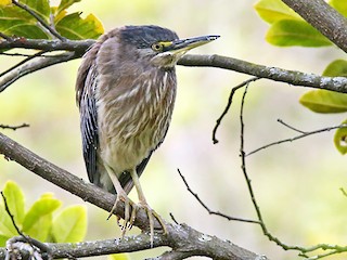 Молодая птица (South American) - Roger Ahlman - ML56638901