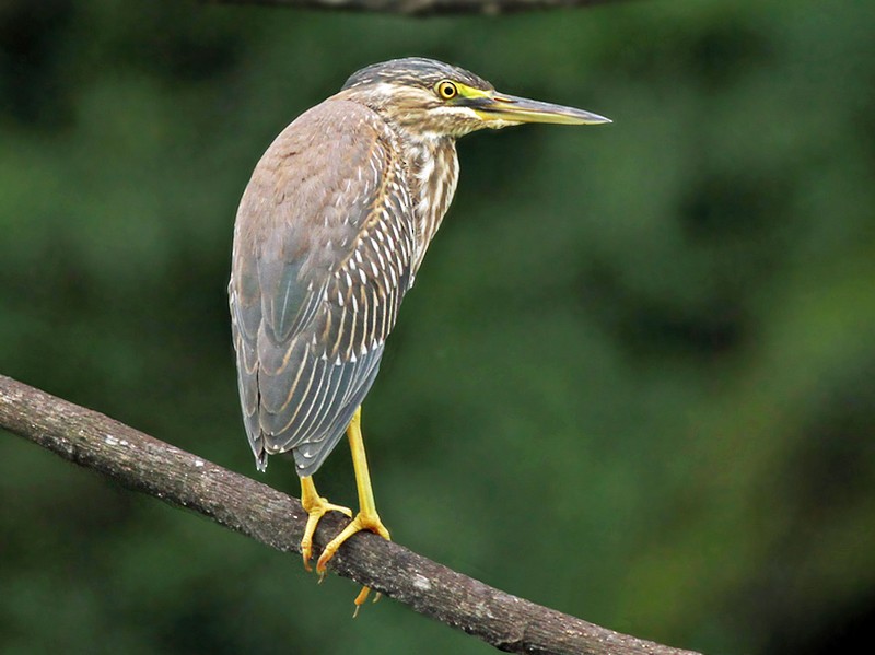 Striated Heron - Jeremiah Trimble