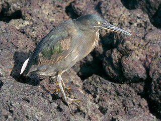 成鳥 (Galapagos) - Paul Tavares - ML56638931