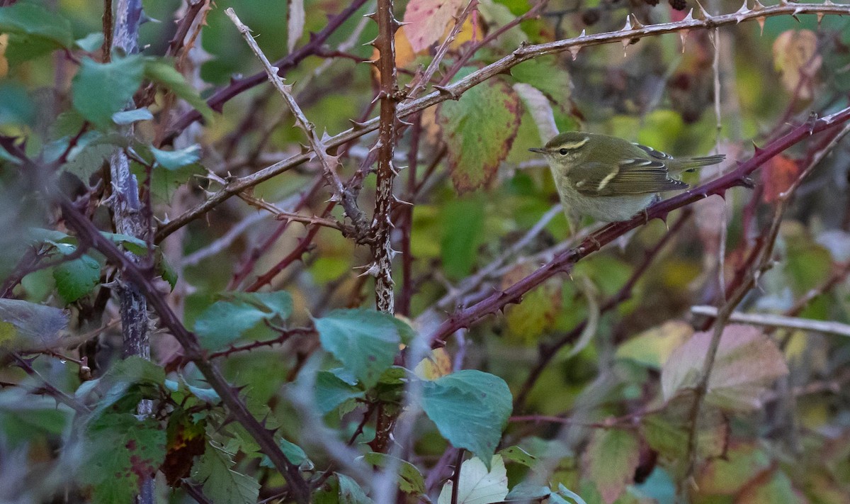Yellow-browed Warbler - ML566391271