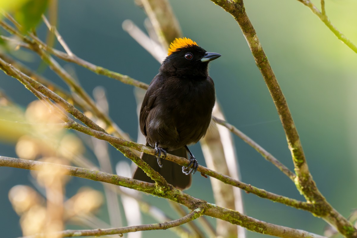 Tawny-crested Tanager - ML566391821