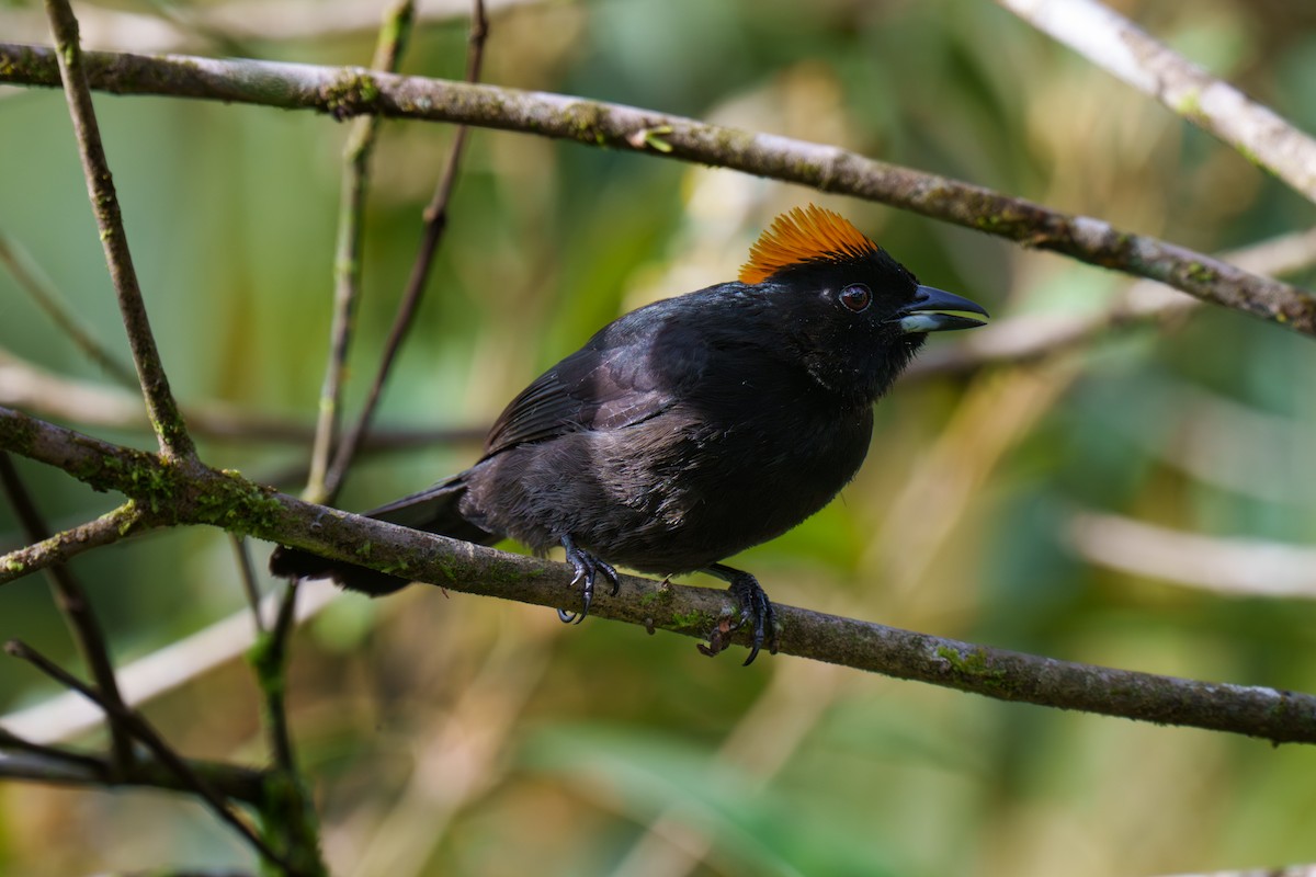 Tawny-crested Tanager - ML566391831