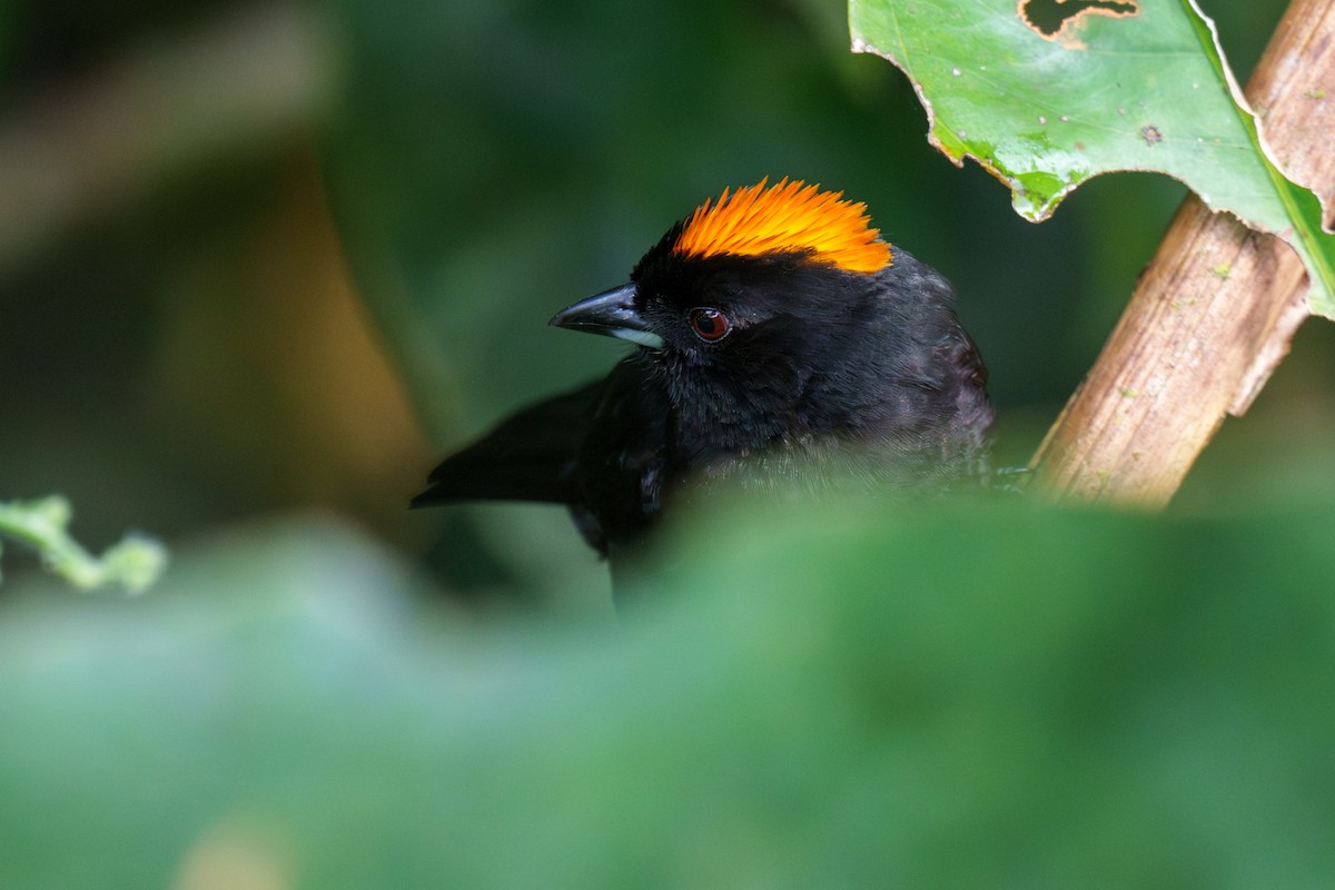 Tawny-crested Tanager - ML566391841