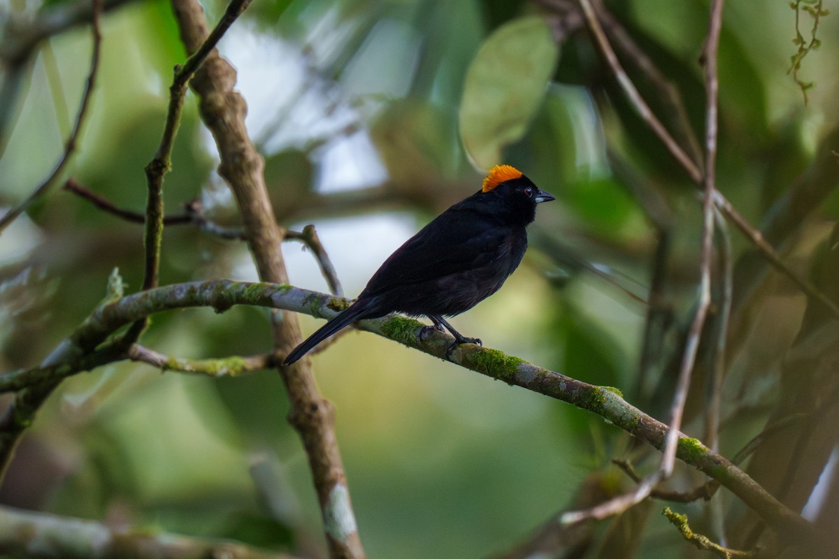 Tawny-crested Tanager - ML566391861