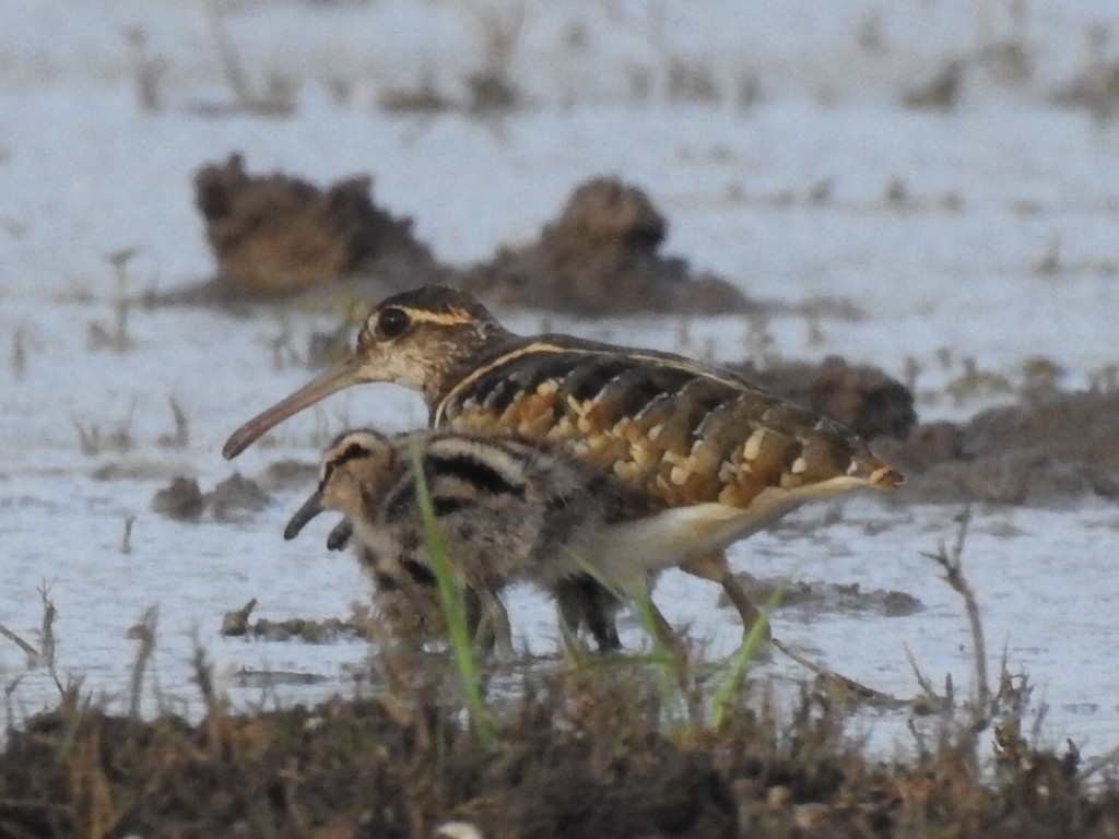 Greater Painted-Snipe - ML566391941