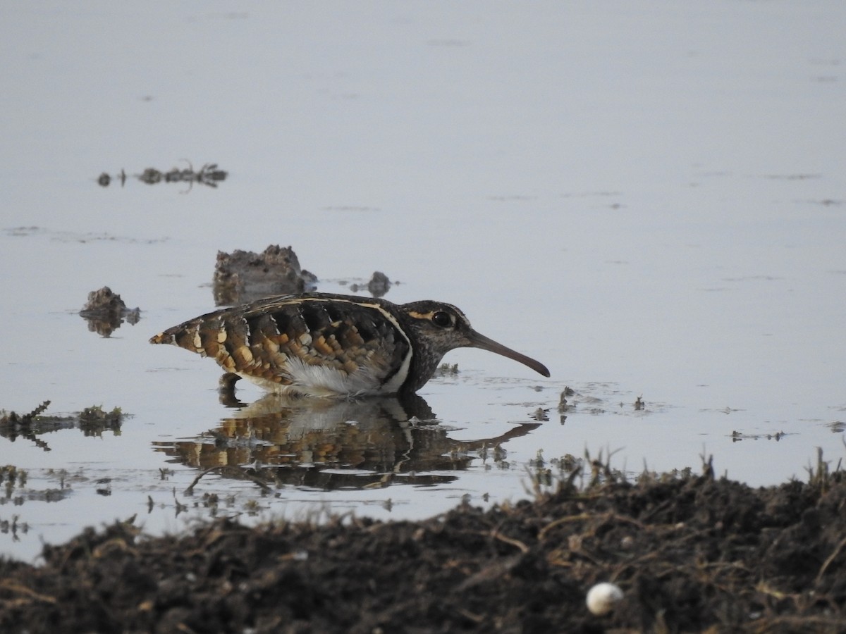 Greater Painted-Snipe - ML566391971