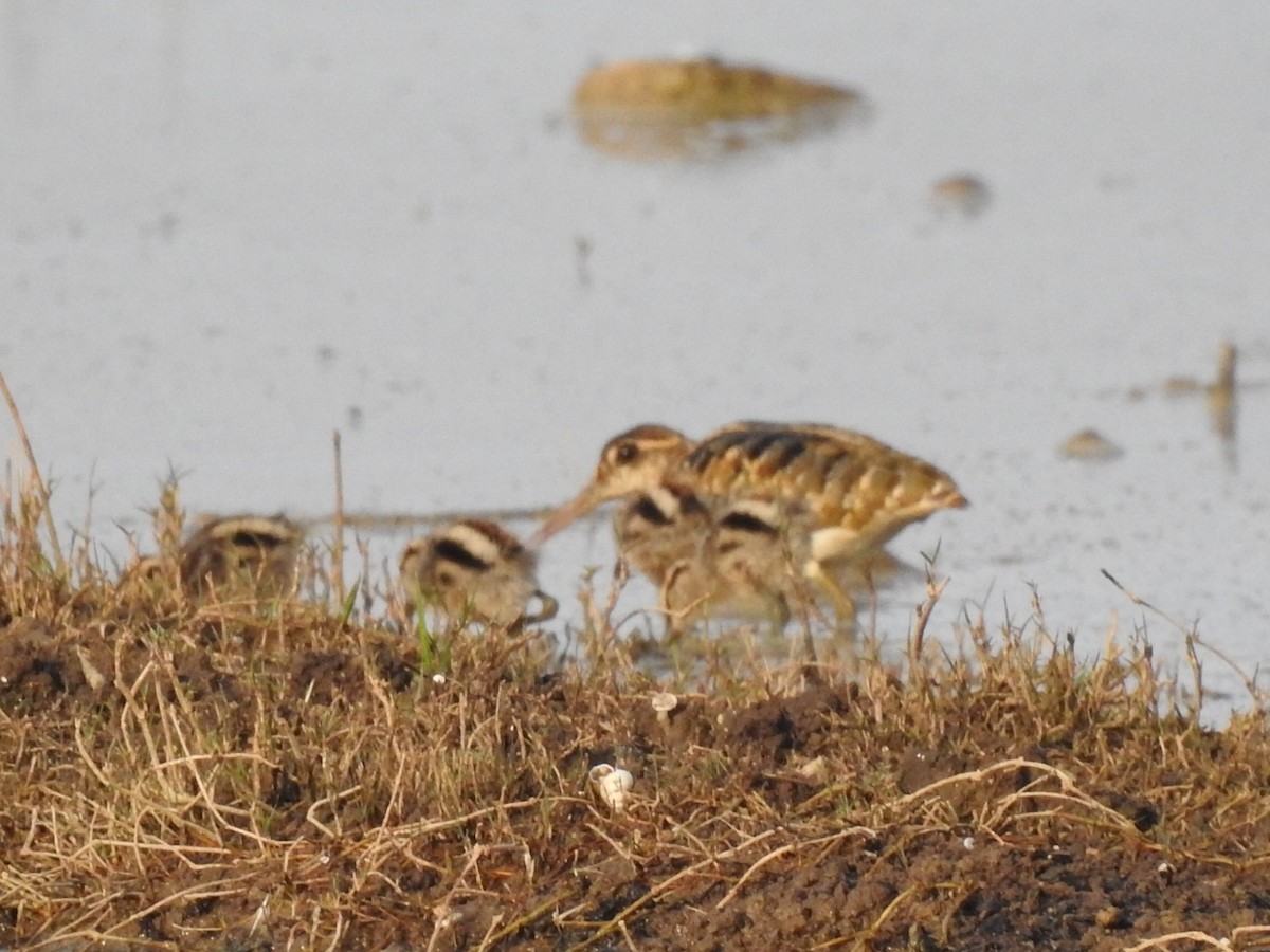 Greater Painted-Snipe - ML566391981