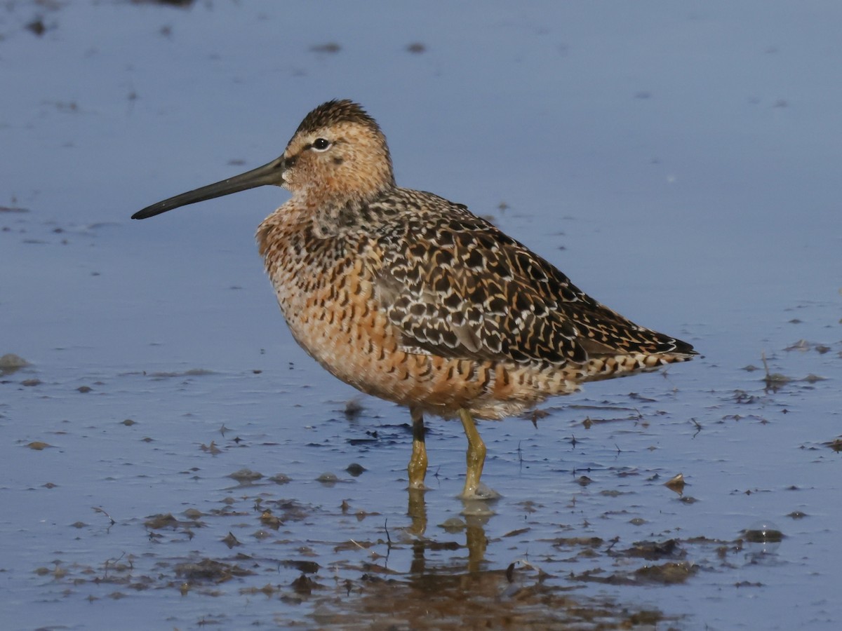 Long-billed Dowitcher - ML566394841