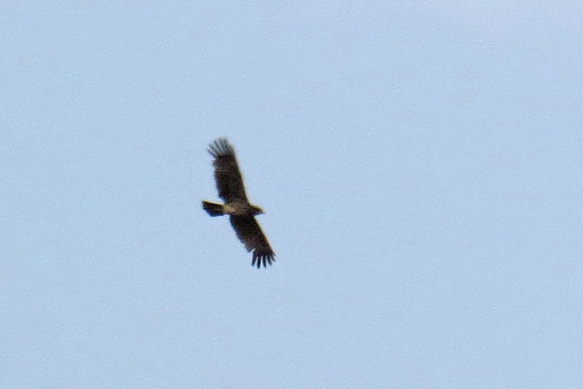 Indian Spotted Eagle - ML566395921