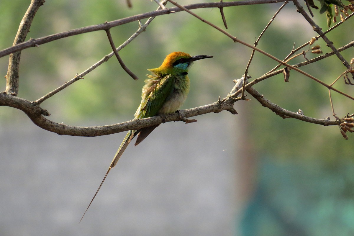 Asian Green Bee-eater - ML566396641
