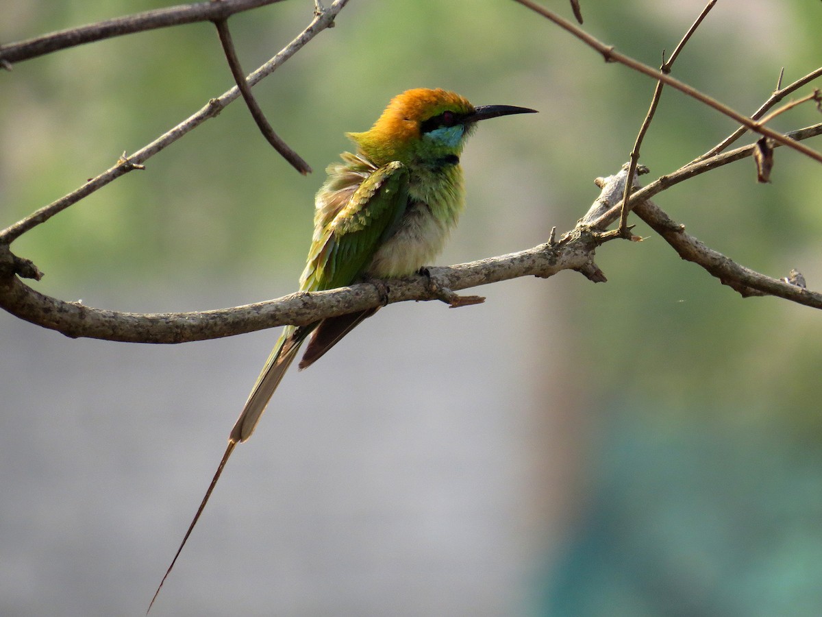 Asian Green Bee-eater - ML566396651