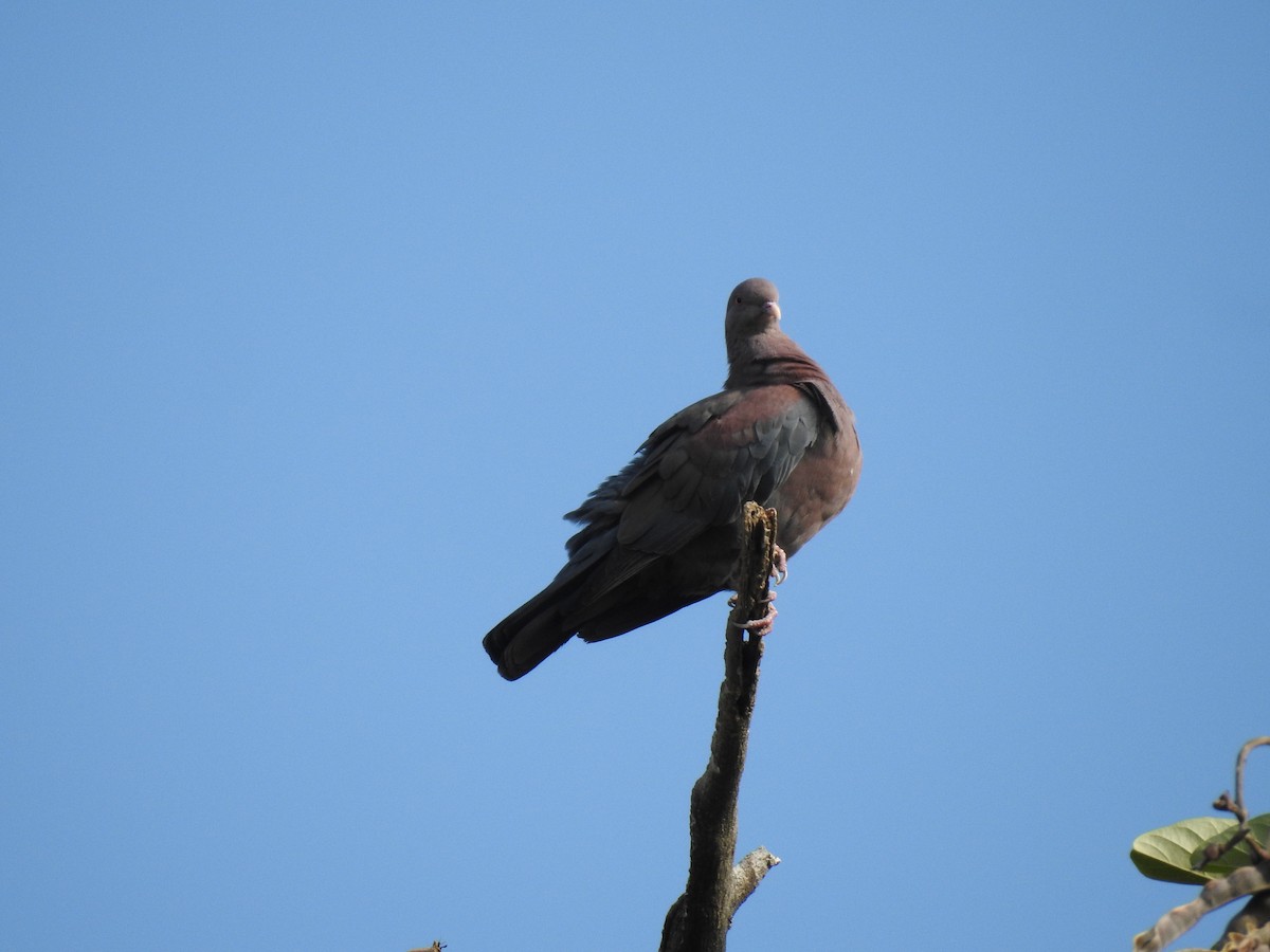 Red-billed Pigeon - ML566397011