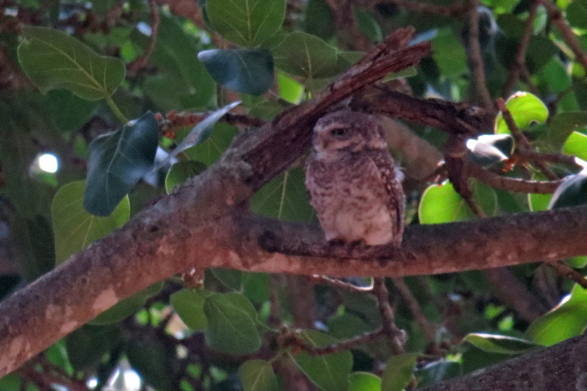 Spotted Owlet - ML566397331