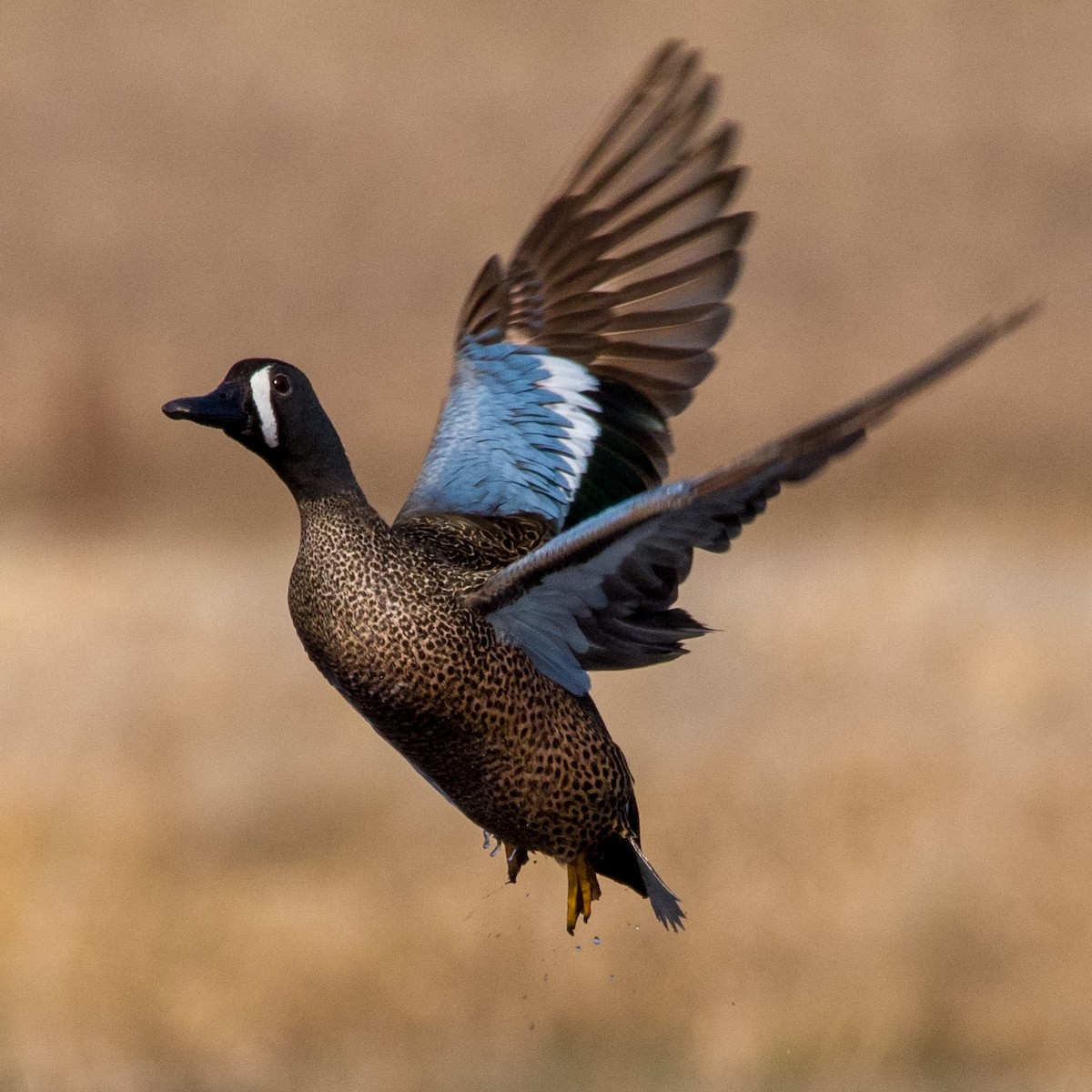 Blue-winged Teal - Neill McDonald