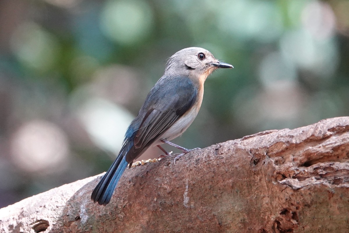 Indochinese Blue Flycatcher - Andy N