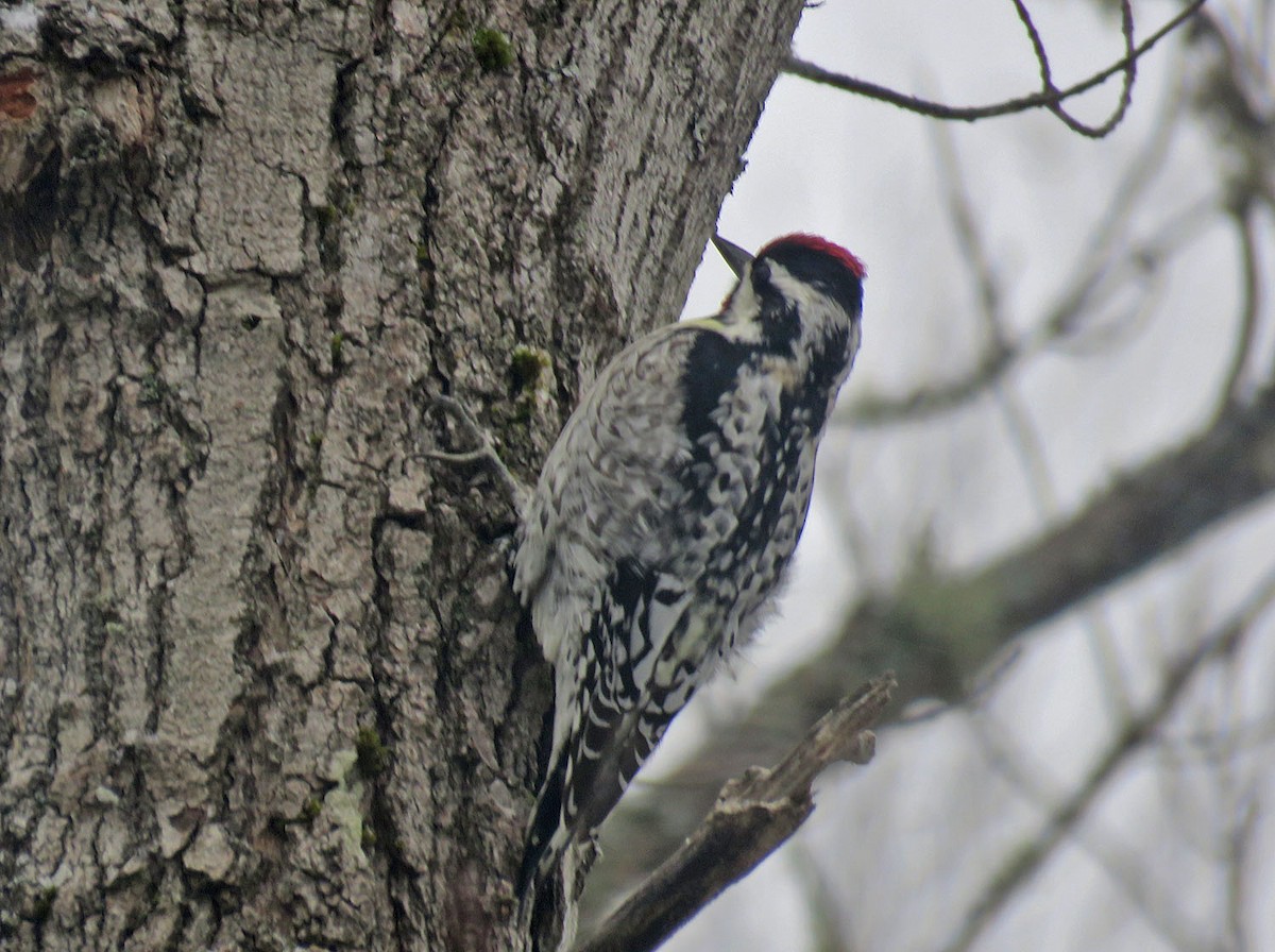 EBird Checklist - 2 May 2023 - Birdsong Bungalow - 7080 Prairie Drive ...