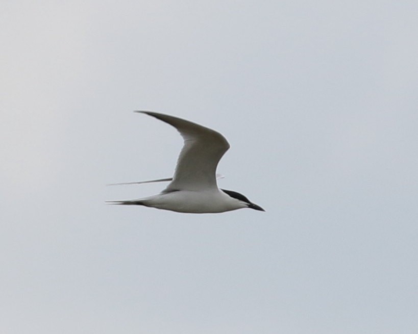 Gull-billed Tern - jan liang