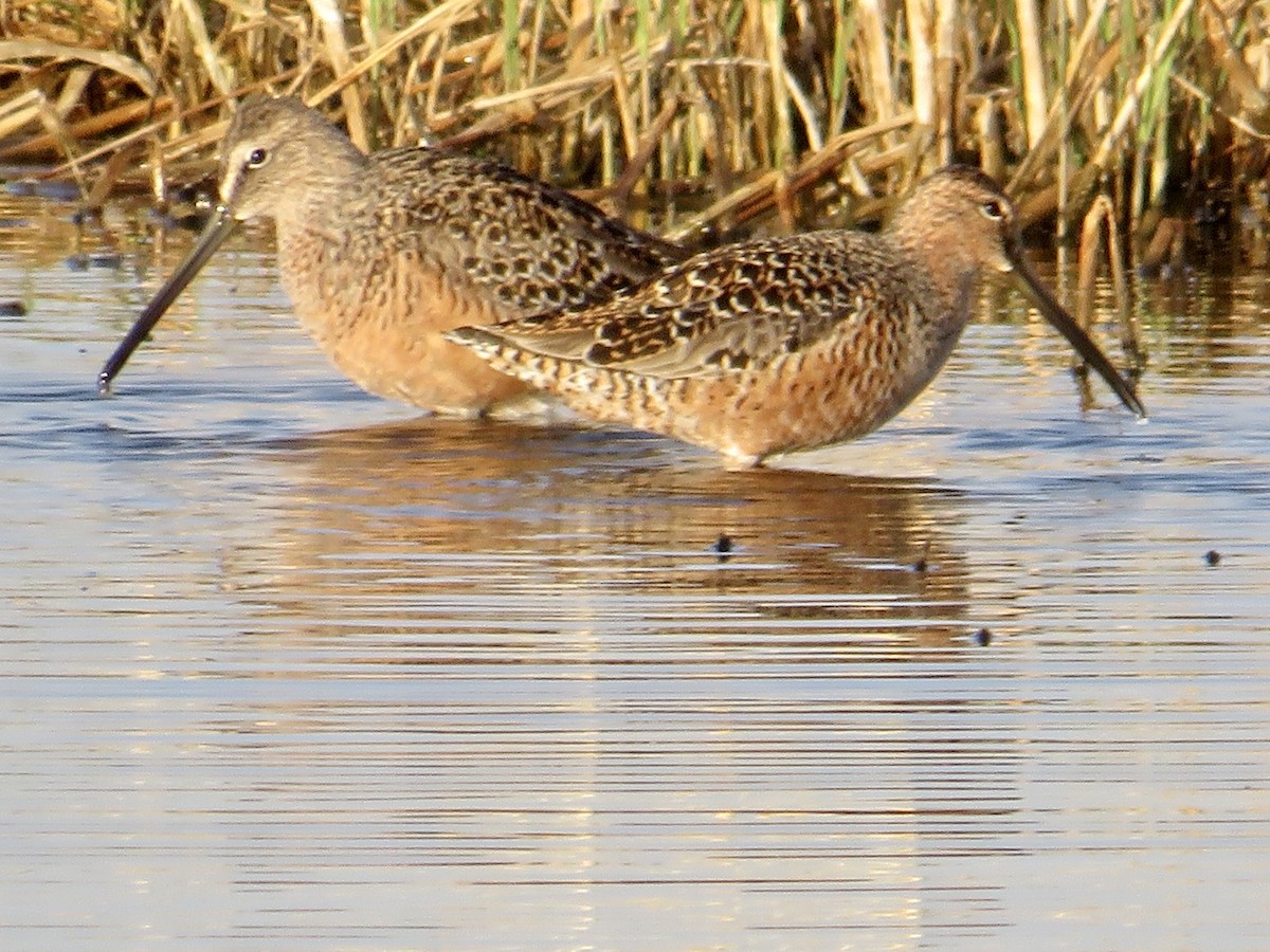 Long-billed Dowitcher - ML566412701