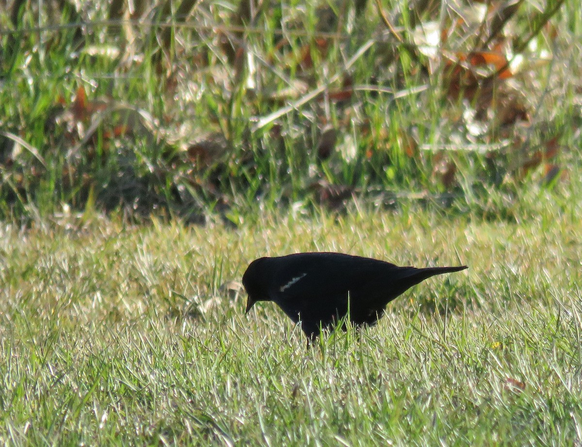 Ebird Checklist May Kettle Moraine Sf Ottawa Lake Recreation Area Species