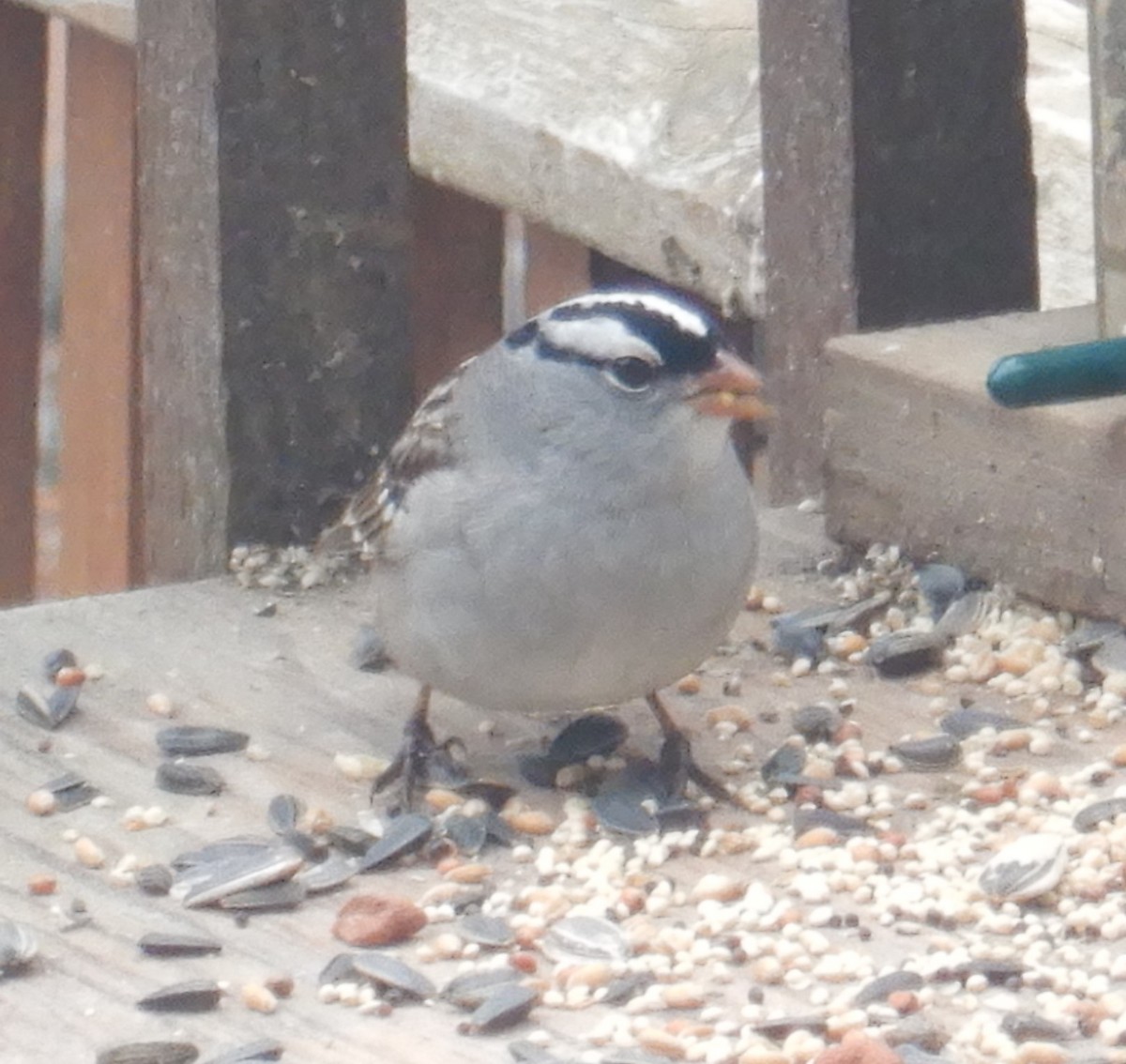 White-crowned Sparrow - ML566415841