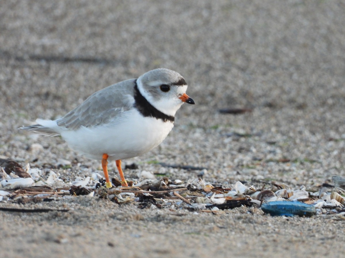 Piping Plover - ML566417271