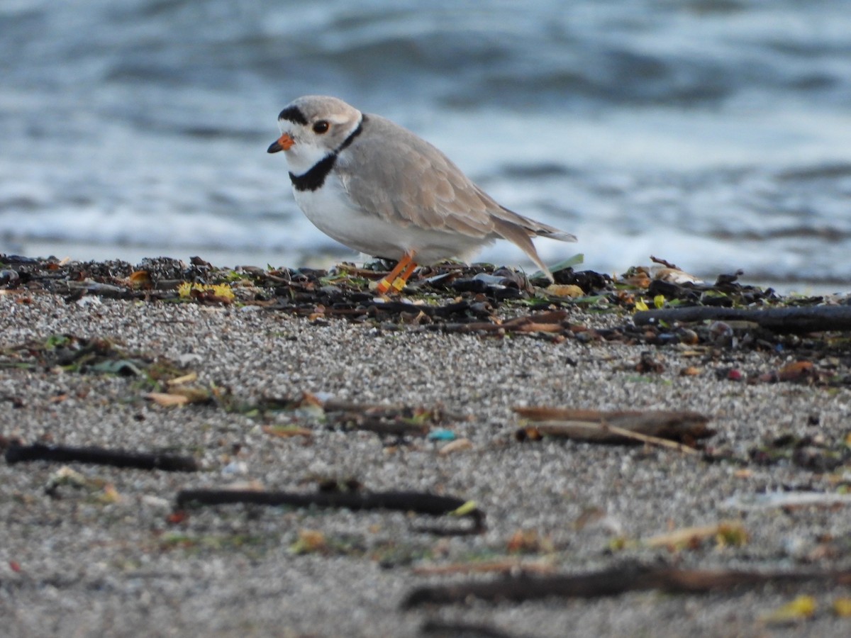 Piping Plover - ML566417281