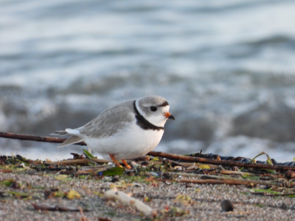 Piping Plover - ML566417291