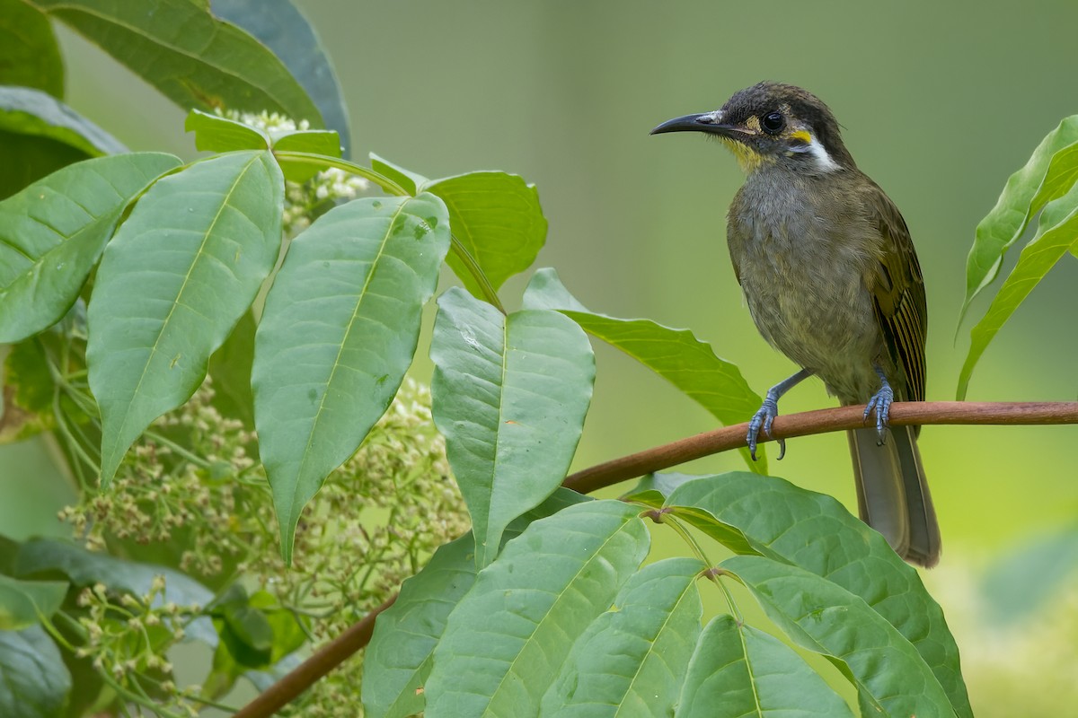 Obscure Honeyeater - ML566417801