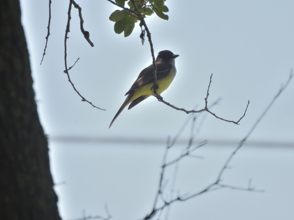 Great Crested Flycatcher - ML566418951