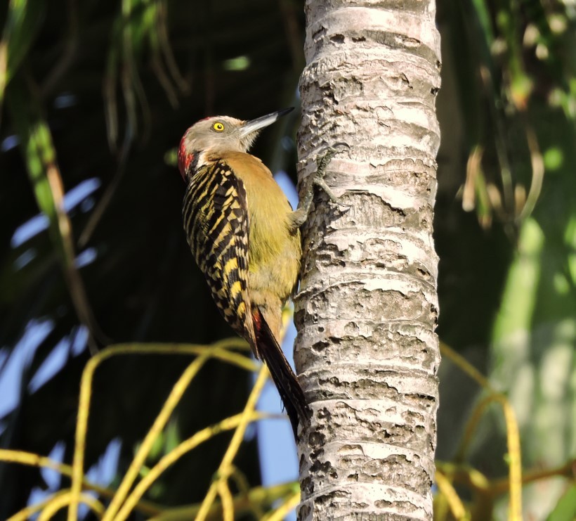 Hispaniolan Woodpecker - ML566424551